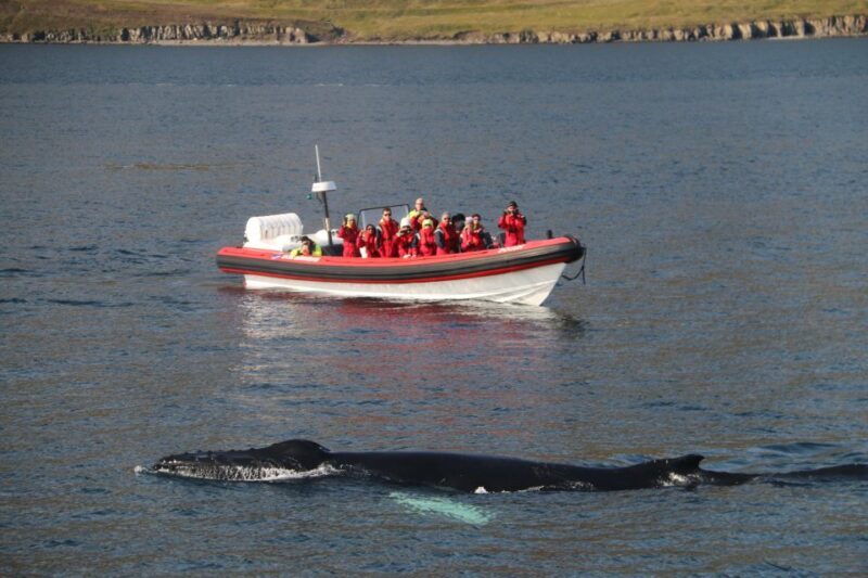 Dalvík: Whale Watching Speedboat Tour - Wildlife & Scenic Highlights