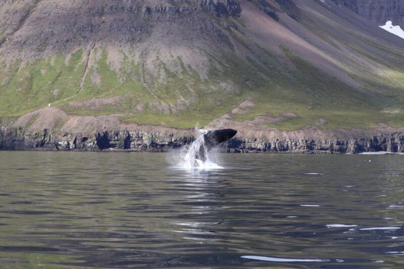 Dalvík: Whale Watching Speedboat Tour - The Experience from a Travelers Perspective