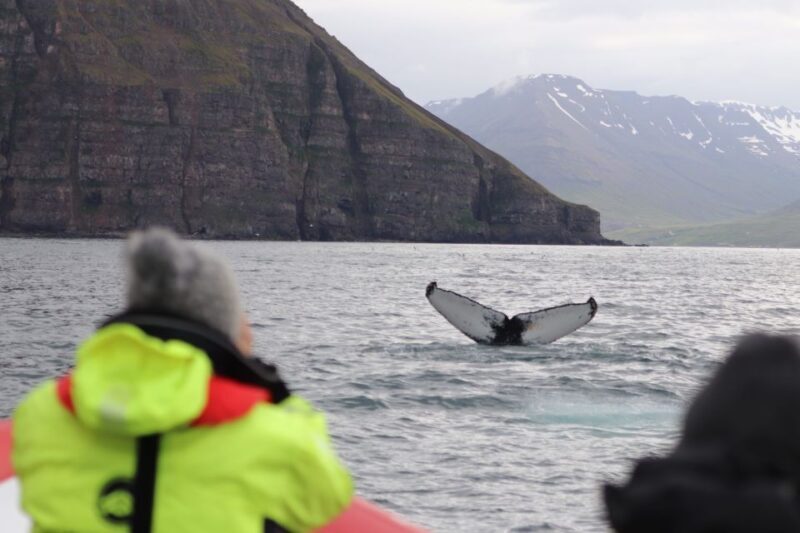 Dalvík: Whale Watching Speedboat Tour - Who Is This Tour Best For?