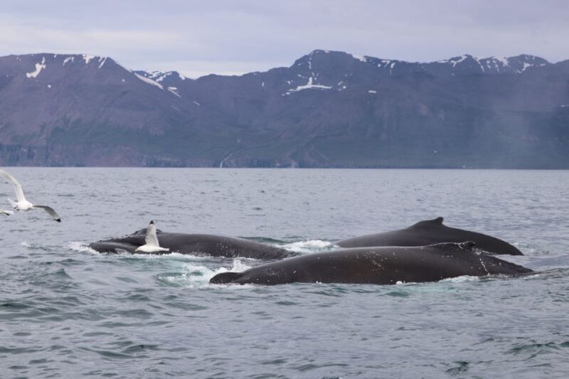 Dalvík: Whale Watching Speedboat Tour - FAQs