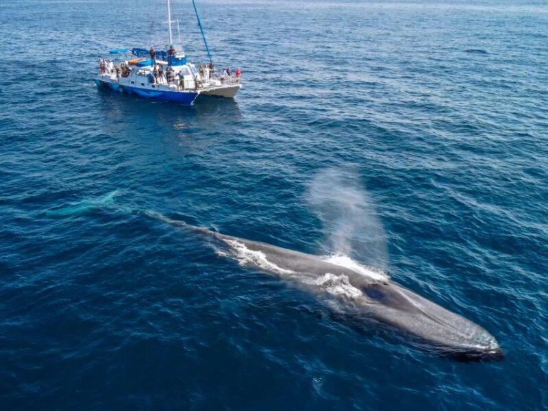 Dana Point Dolphin & Whale Watching With Underwater Viewing - Final Thoughts