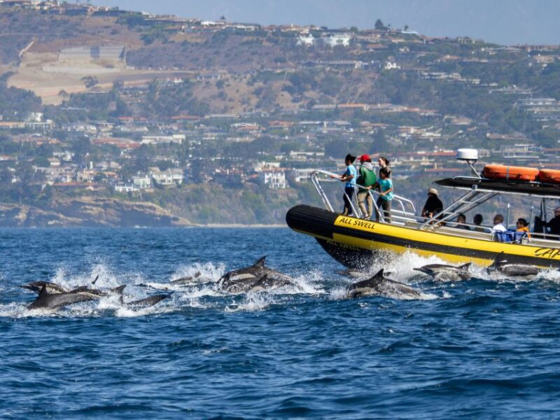 Dana Point Fast & Fun Zodiac-Style Dolphin & Whale Watching - Dana Point Fast & Fun Zodiac-Style Dolphin & Whale Watching: An Honest Review