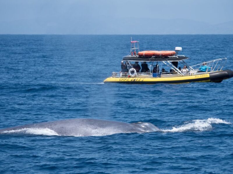 Dana Point Fast & Fun Zodiac-Style Dolphin & Whale Watching - Frequently Asked Questions