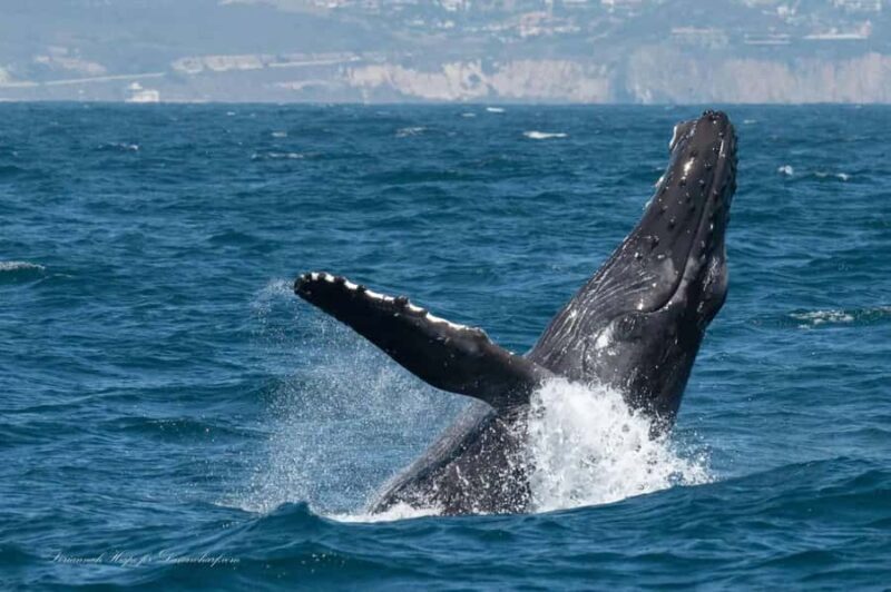 Dana Point: Whale and Dolphin Watching Tour - What to Expect on the Dana Point Whale and Dolphin Watching Tour