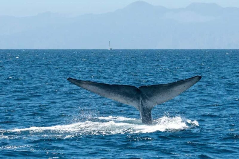 Dana Point: Whale and Dolphin Watching Tour - The Practical Side: Cost, Duration, and Booking