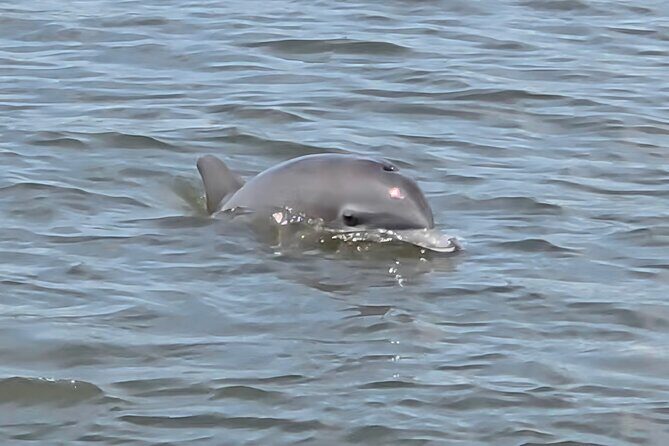 Dancin' Dolphin: 90-minute Booze Cruise for Up to 20 Guests - Key Points