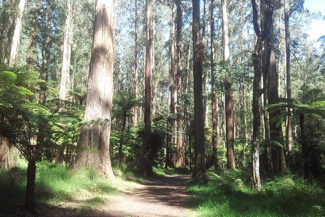 Dandenong Ranges Private Day Tour - Key Points