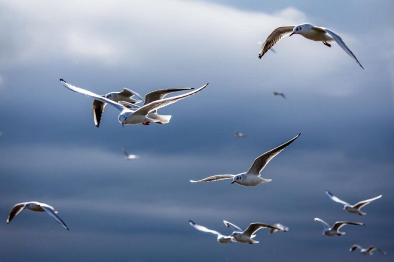 Danube Delta - 2-Day Tour from Bucharest - Key Points