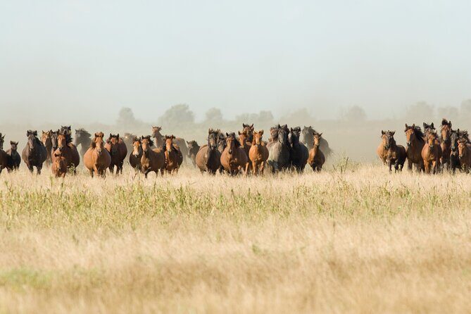 Danube Delta PRIVATE boat trip to Letea Forest (guided tour) - What to Expect on the Tour
