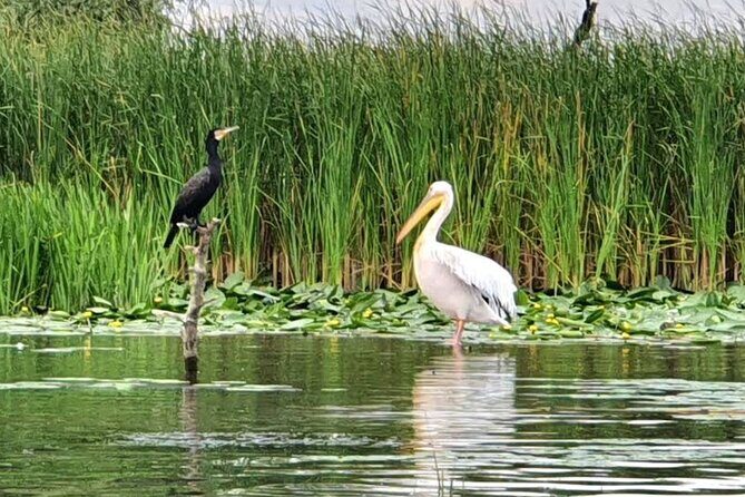 Danube Delta - Private Tour with Boat Trip & Traditional Lunch - The Sum Up