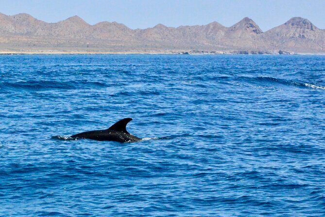 Danzante Island and Snorkel Tour from Villas del Palmar Hotel - An In-Depth Look at the Tour Experience