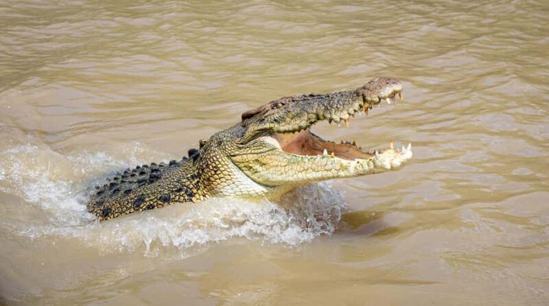 Darwin: Adelaide River Cruises, Jumping Crocodile Experience - Introduction
