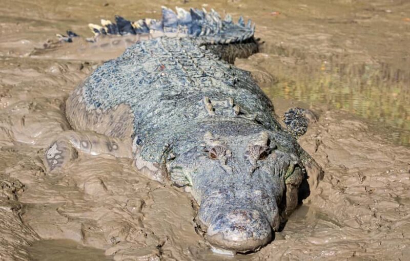 Darwin: Adelaide River Cruises, Jumping Crocodile Experience - The Natural Setting and Wildlife