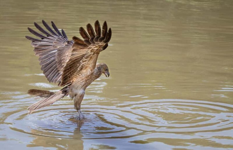 Darwin: Adelaide River Cruises, Jumping Crocodile Experience - Practical Details and Tips