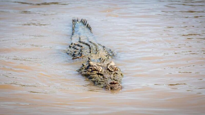 Darwin: Adelaide River Cruises, Jumping Crocodile Experience - What the Reviews Tell Us