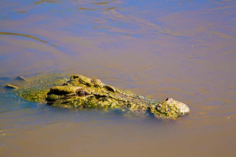 Darwin: Adelaide River Half-Day Jumping Crocs Cruise - Who Should Consider This Tour?