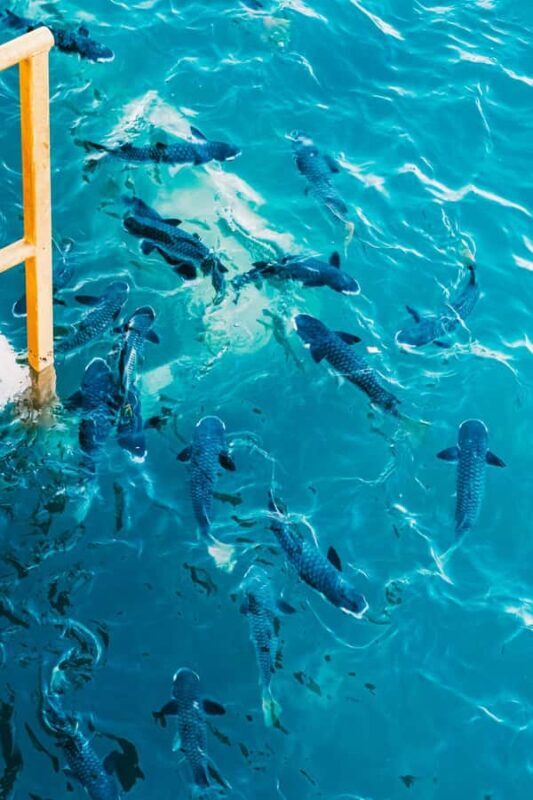 Darwin: Aquascene Fish Feeding Experience - Key Points