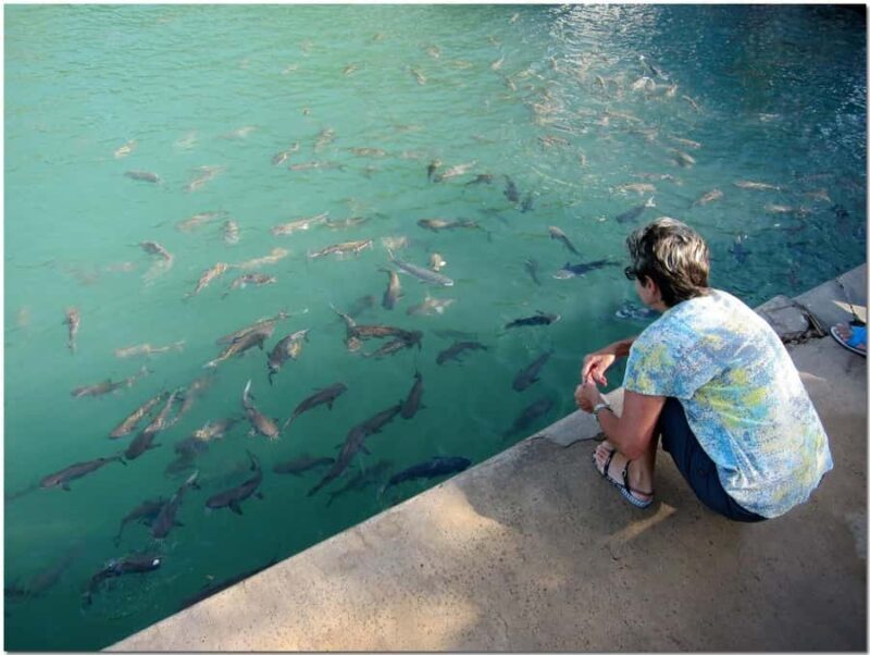 Darwin: Aquascene Fish Feeding Experience - What to Expect at the Aquascene Fish Feeding Experience