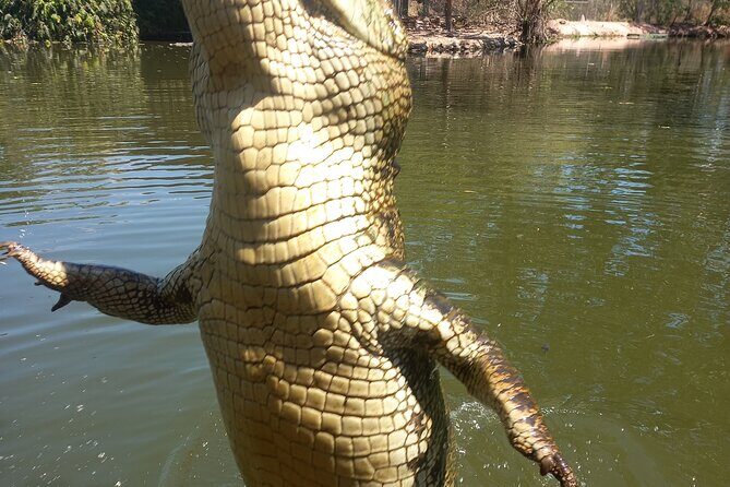 Darwin City Tour + Crocodile Cruise+Lunch Optional - What to Expect from the Darwin City & Crocodile Tour