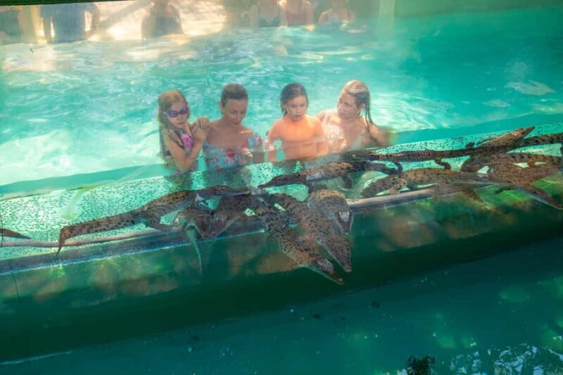 Darwin: Crocosaurus Cove Entry & Hop-on-Hop-Off Bus Tour - Key Points