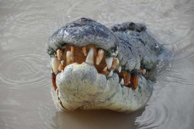 Darwin: Jumping Crocodile Adventure Cruise with Lunch - An Honest Look at the Experience