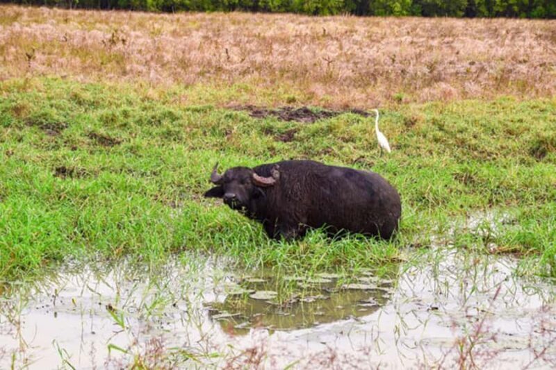 Darwin: Jumping Crocodile Adventure Cruise with Lunch - The Sum Up