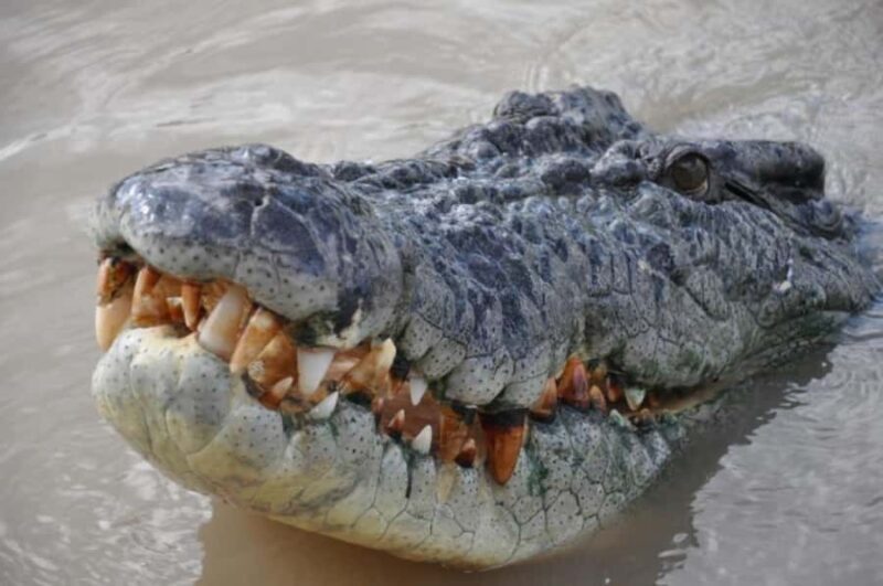 Darwin: Jumping Crocodile Adventure Cruise with Lunch - FAQs