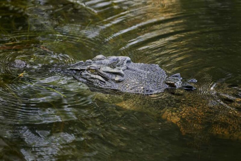 Darwin: Jumping Crocodile River Cruise with Shuttle Bus - The Logistics: What to Expect