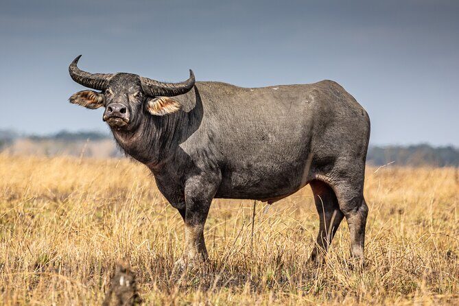 Darwin: Jumping Crocodiles & Barramundi Fishing tour - What We Think Are the Pros