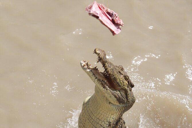 Darwin: Pathfinder Original Jumping Crocodile Cruise - Authentic Feedback from Travelers