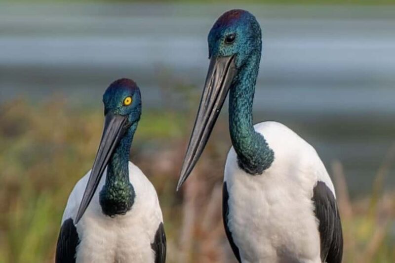 Darwin: Sunset Kakadu National Park with Yellow Water Cruise - FAQs