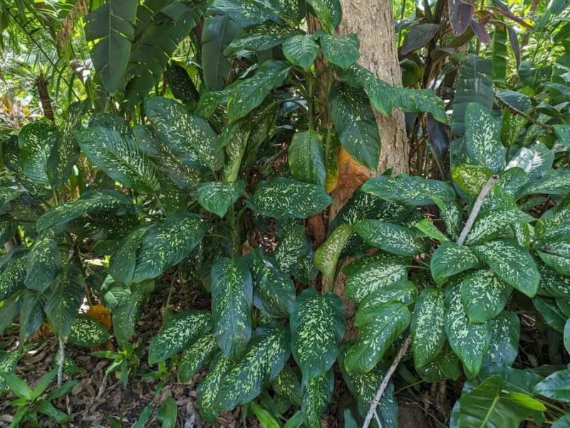 Darwin: Tropical Gardens, Outback Gourmet Meal & Sightseeing - Final Thoughts