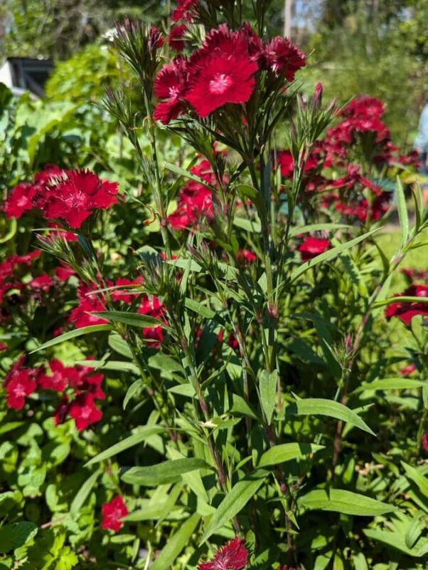 Darwin: Tropical Gardens, Outback Gourmet Meal & Sightseeing - FAQs