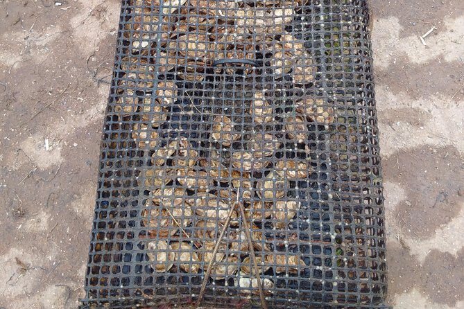 Davids North Shore Tour - The Complete Breakdown of the Tour