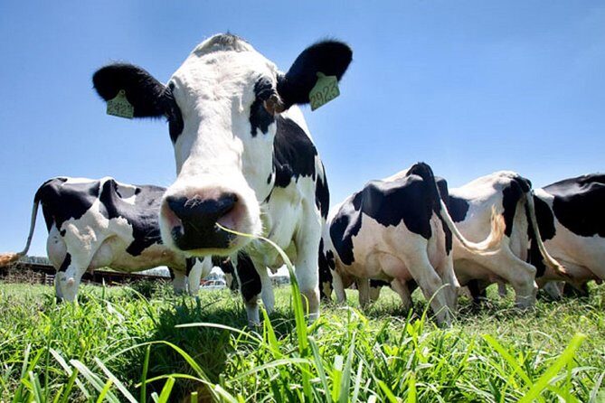 Day at the Farm - A Full Day at the Farm in Angra do Heroísmo: What You Need to Know