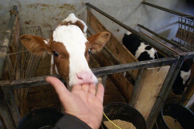 Day at the Farm - Who Should Consider This Tour?