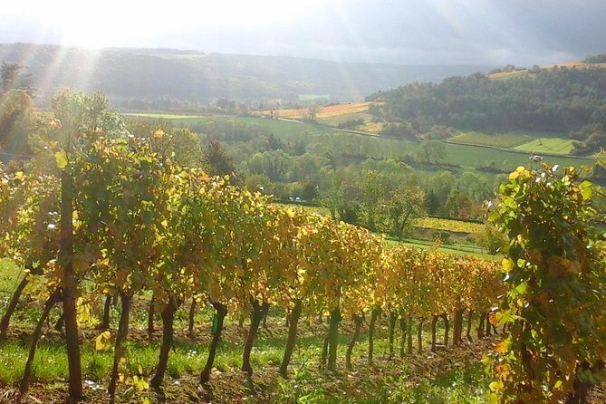 Day tour of the road of the Grands Crus vineyards of Burgundy. - Practical Details: What You Need to Know