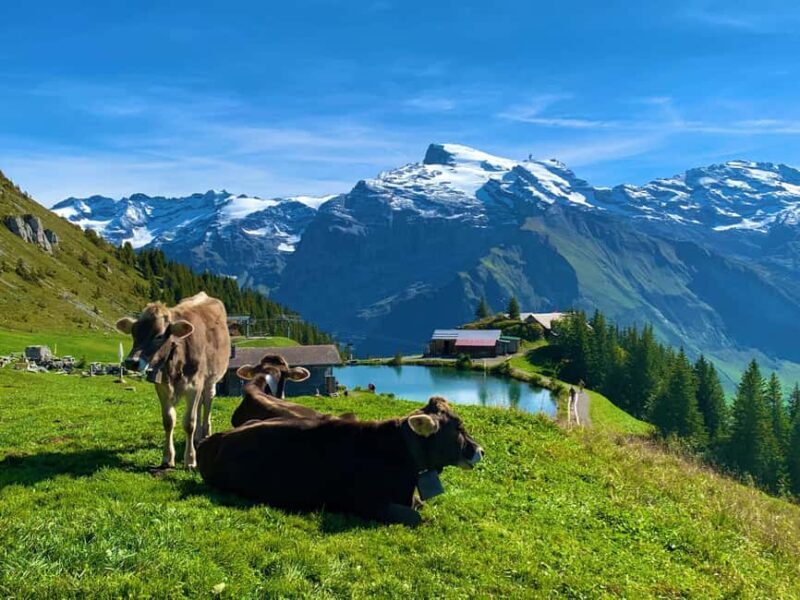 Day Tour or Transfer from Zurich to Engelberg via Lucerne - Why This Tour Could Be a Great Choice