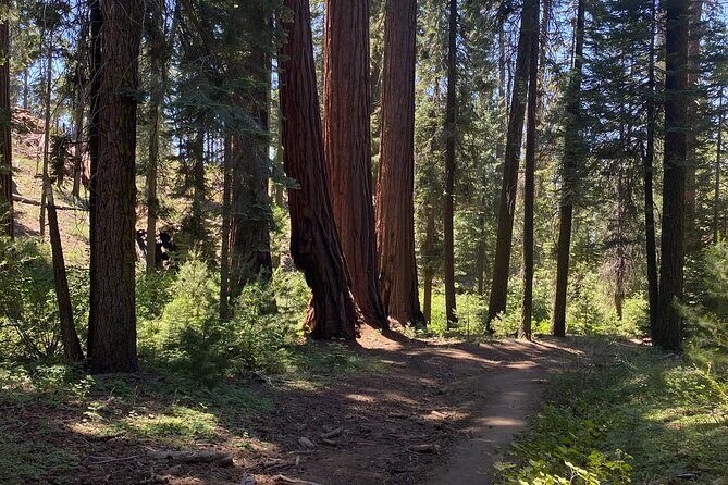 Day Tour to Kings Canyon National Park - Exploring the Kings Canyon Day Tour: A Guide for Nature Lovers and Curious Travelers