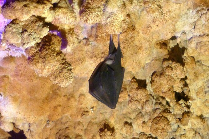 Day tour to the Natural wonders Belogradchik Rocks & Venetsa cave - The Sum Up