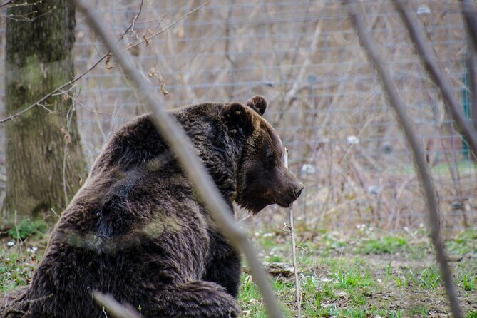 Day Trip Bear Sanctuary, Bran Castle, Rasnov Fortress from Brasov - Final Thoughts: Is This Tour Right For You?