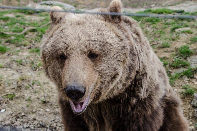 Day Trip Bear Sanctuary, Bran Castle, Rasnov Fortress from Brasov - FAQs