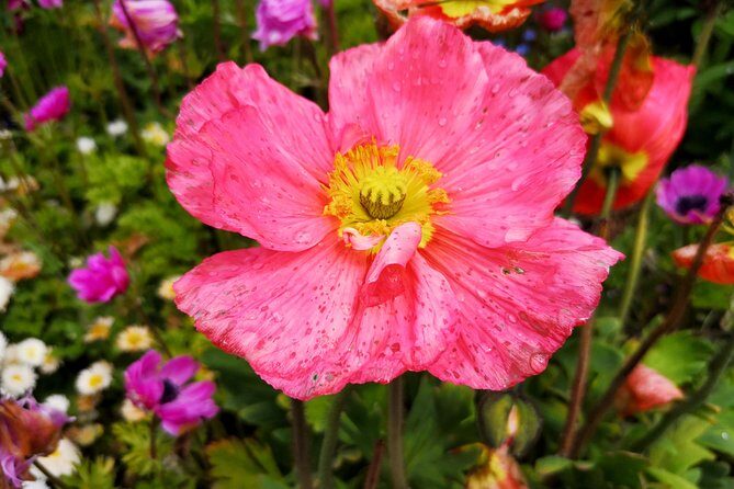 Day Trip Flower Island of Mainau including Meersburg - The Itinerary Breakdown: What You Can Expect