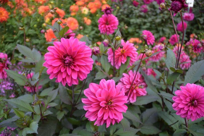 Day Trip Flower Island of Mainau including Meersburg - FAQ