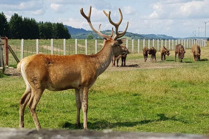 Day trip from Brasov: Bison reserve & traditional lunch - An Honest Deep Dive into the Bison Reserve Day Trip