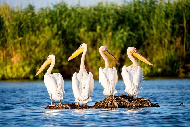 Day Trip from Bucharest to Danube Delta - Exploring the Danube Delta: A Practical Guide to the Day Trip from Bucharest