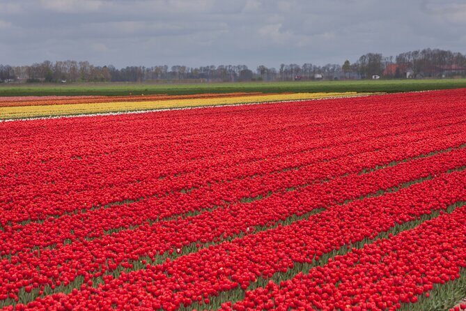 Day Trip to Famous Tulip Route in Noordoostpolder From Amsterdam - A Deep Dive into the Tulip Route Tour