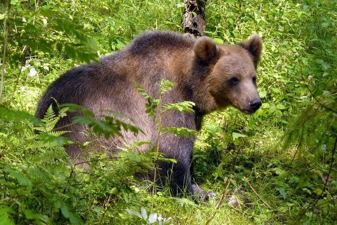 Day trip to Gauja National Park: animals, castles and a cave - Who Should Consider This Tour?