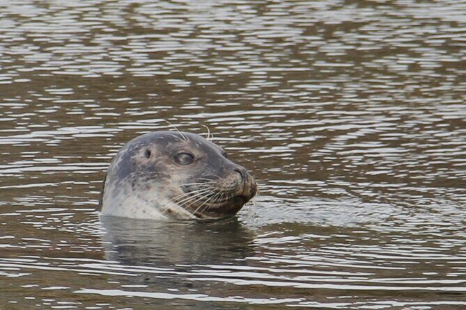 Day Trip to Snæfellsness Peninsula from Reykjavik - Who Is This Tour Best Suited For?