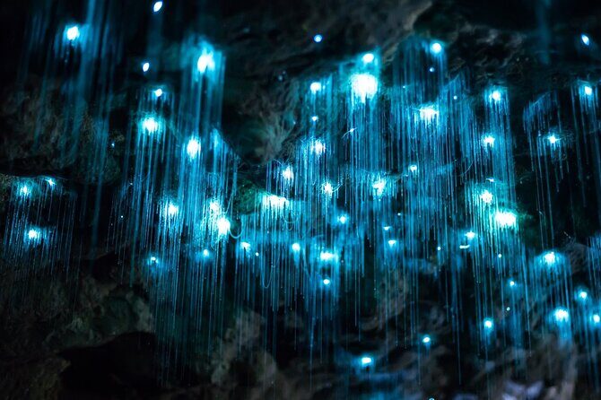 Daytime Scenic Rim Glow Worm Tour + Hop on Hop off Bus - Exploring the Daytime Scenic Rim Glow Worm Tour + Hop on Hop off Bus: A Friendly Breakdown